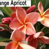 Jardintropic - Plumeria rubra "abricot orange" (frangipanier) couleur floraison:orange - pot de 2 litres ? 20/30 cm Clearance