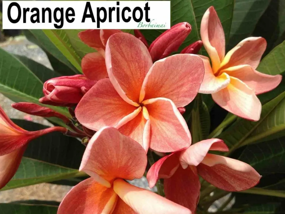 Jardintropic - Plumeria rubra "abricot orange" (frangipanier) couleur floraison:orange - pot de 2 litres ? 20/30 cm Clearance