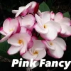 Jardintropic - Plumeria rubra "pink fancy" (frangipanier) pot de 2 litres ? 20/30 cm - couleur floraison:blanc et rose New