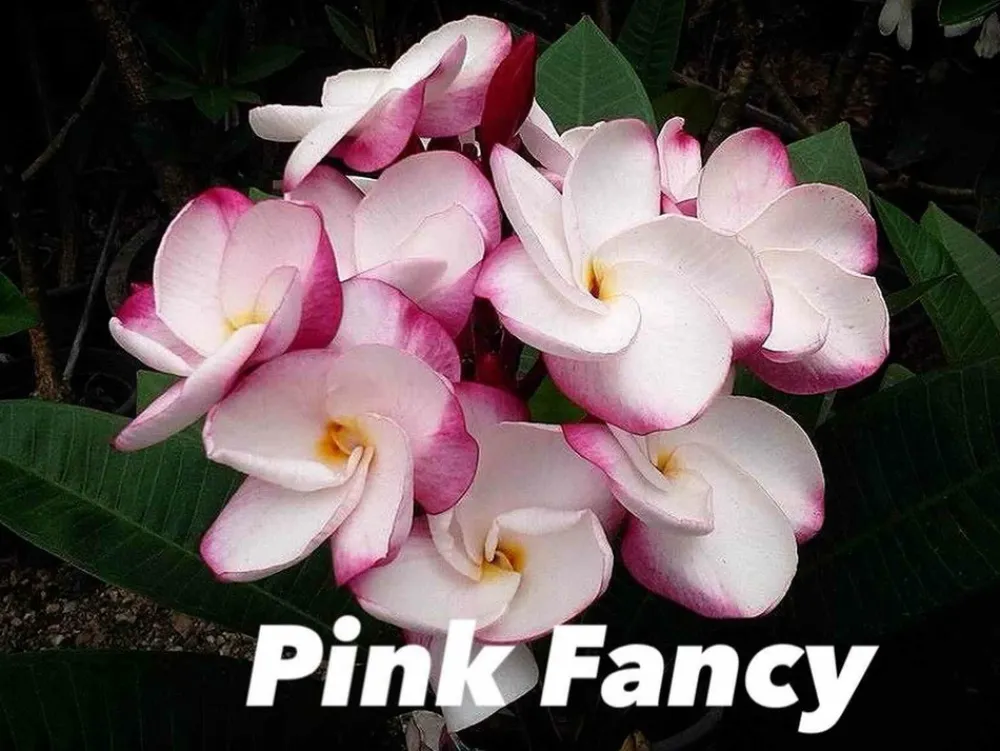 Jardintropic - Plumeria rubra "pink fancy" (frangipanier) pot de 2 litres ? 20/30 cm - couleur floraison:blanc et rose New