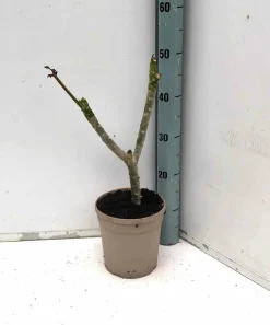 Jardintropic Plantes Fleuries | - Plumeria rubra rose (frangipanier) pot de 6 litres - 80/100 cm -