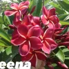 Jardintropic - Plumeria rubra "jeena" (frangipanier) pot de 2 litres ? 20/30 cm Hot