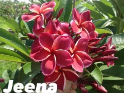 Jardintropic - Plumeria rubra "jeena" (frangipanier) pot de 2 litres ? 20/30 cm Hot
