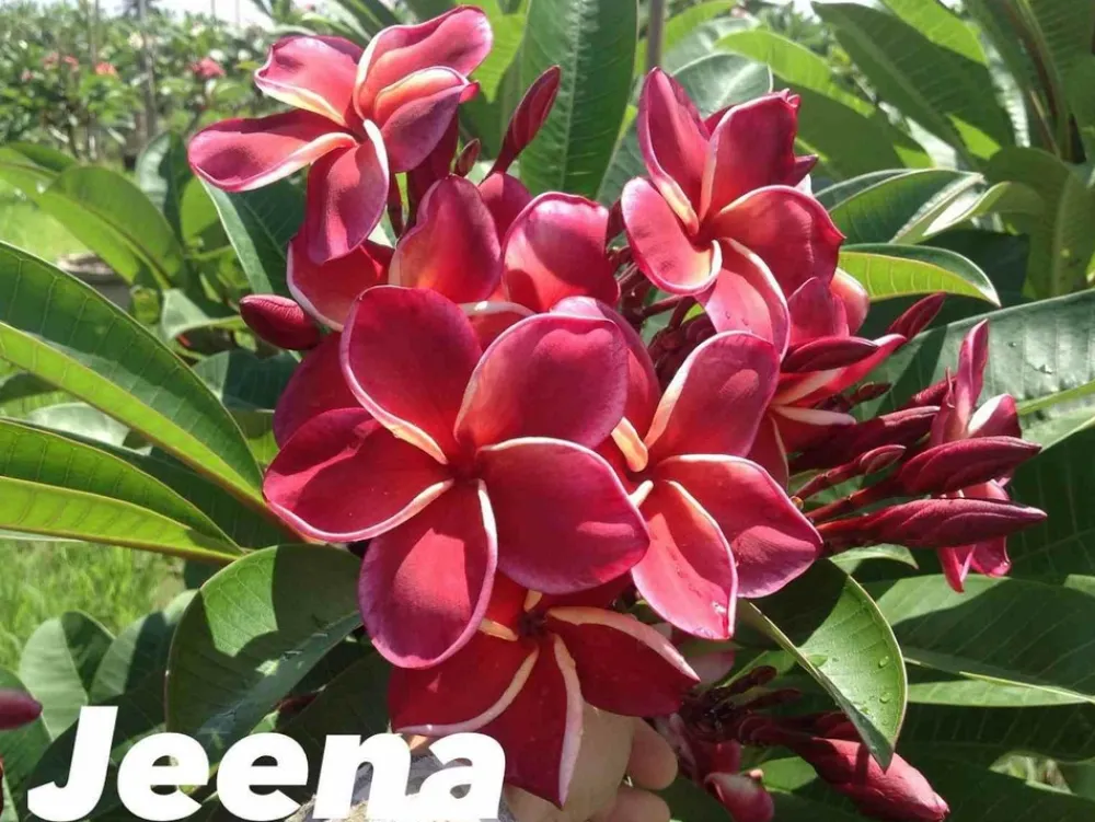 Jardintropic - Plumeria rubra "jeena" (frangipanier) pot de 2 litres ? 20/30 cm Hot
