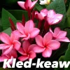 Jardintropic - Plumeria rubra "kled keaw" (frangipanier) pot de 2 litres ? 20/30 cm Clearance