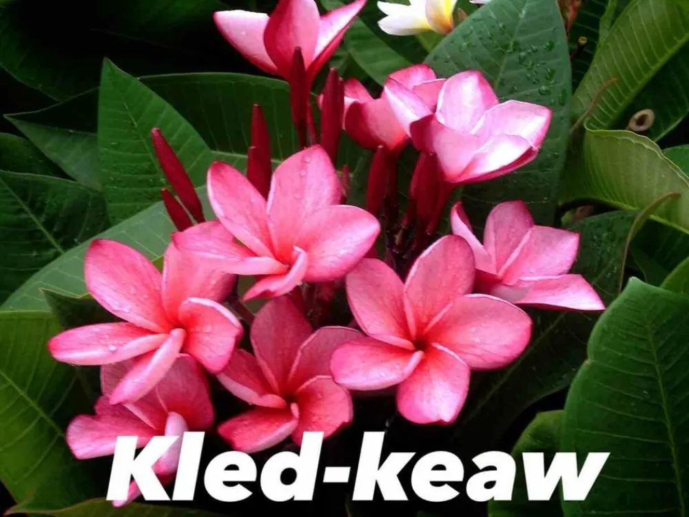 Jardintropic - Plumeria rubra "kled keaw" (frangipanier) pot de 2 litres ? 20/30 cm Clearance