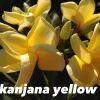 Jardintropic - Plumeria rubra "kanjana yellow" (frangipanier)- pot de 2 litres ? 20/30 cm Clearance