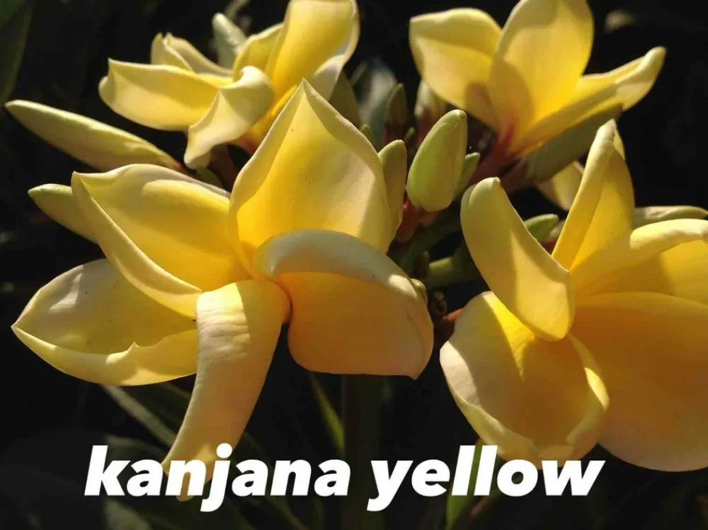 Jardintropic - Plumeria rubra "kanjana yellow" (frangipanier)- pot de 2 litres ? 20/30 cm Clearance