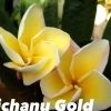 Jardintropic - Plumeria rubra "vichanu gold" (frangipanier)- pot de 2 litres ? 20/30 cm New