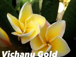 Jardintropic Plantes Fleuries | - Plumeria rubra "dane" (frangipanier) couleur floraison:orange - pot de 2 litres ? 20/30 cm