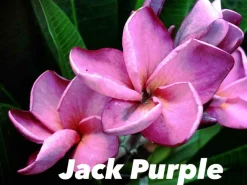 Jardintropic Plantes Fleuries | - Plumeria rubra "som-pra-ruay" (frangipanier) pot de 2 litres ? 20/30 cm