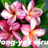 Jardintropic - Plumeria rubra "virus pong yok" (frangipanier) pot de 2 litres ? 20/30 cm - couleur floraison:blanc/jaune/rose
