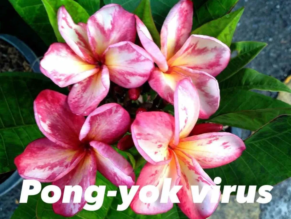 Jardintropic - Plumeria rubra "virus pong yok" (frangipanier) pot de 2 litres ? 20/30 cm - couleur floraison:blanc/jaune/rose