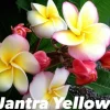 Jardintropic - Plumeria rubra "jantra jaune" (frangipanier) pot de 2 litres ? 20/30 cm - couleur floraison:tricolore Best