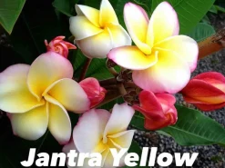 Jardintropic Plantes Fleuries | - Plumeria rubra "thai dane" (frangipanier) pot de 2 litres ? 20/30 cm - couleur floraison:tricolore