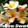 Jardintropic - Plumeria rubra "jaune nain" (frangipanier) pot de 2 litres ? 20/30 cm -et blanc Best
