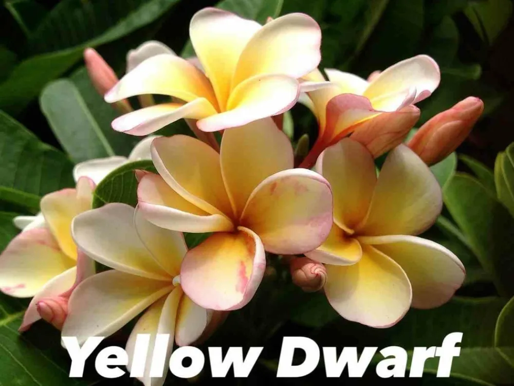 Jardintropic - Plumeria rubra "jaune nain" (frangipanier) pot de 2 litres ? 20/30 cm -et blanc Best