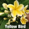 Jardintropic - Plumeria rubra "yellow bird" (frangipanier)- pot de 2 litres ? 20/30 cm Sale