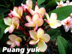 Jardintropic Plantes Fleuries | - Plumeria rubra "puang yuk" (frangipanier)- pot de 2 litres ? 20/30 cm