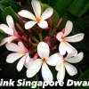 Jardintropic - Plumeria rubra "pink singapore dwarf" (frangipanier) pot de 2 litres ? 20/30 cm Hot