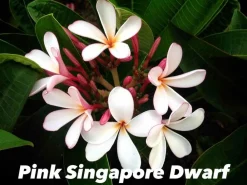 Jardintropic - Plumeria rubra "pink singapore dwarf" (frangipanier) pot de 2 litres ? 20/30 cm Hot