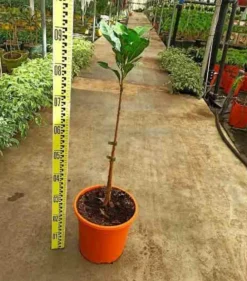 Jardintropic Plantes Méditerranéennes | - Pouteria obovata (lucuma, lucumo, fruit-oeuf) pot de 25l - 160/180cm