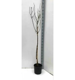 Jardintropic Plantes Méditerranéennes | - Prunus dulcis (amandier) pot de 30l -160/180 cm