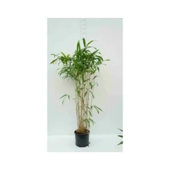 Jardintropic - Pseudosasa japonica tsutsumiana pot de 10l - 90/100cm Sale