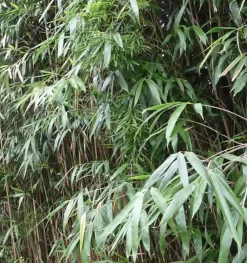 Jardintropic - Pseudosasa japonica pot de 5 litres ? 80/100 cm Discount