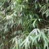 Jardintropic Bambous | - Pseudosasa japonica pot de 2 litres ? 40/60 cm