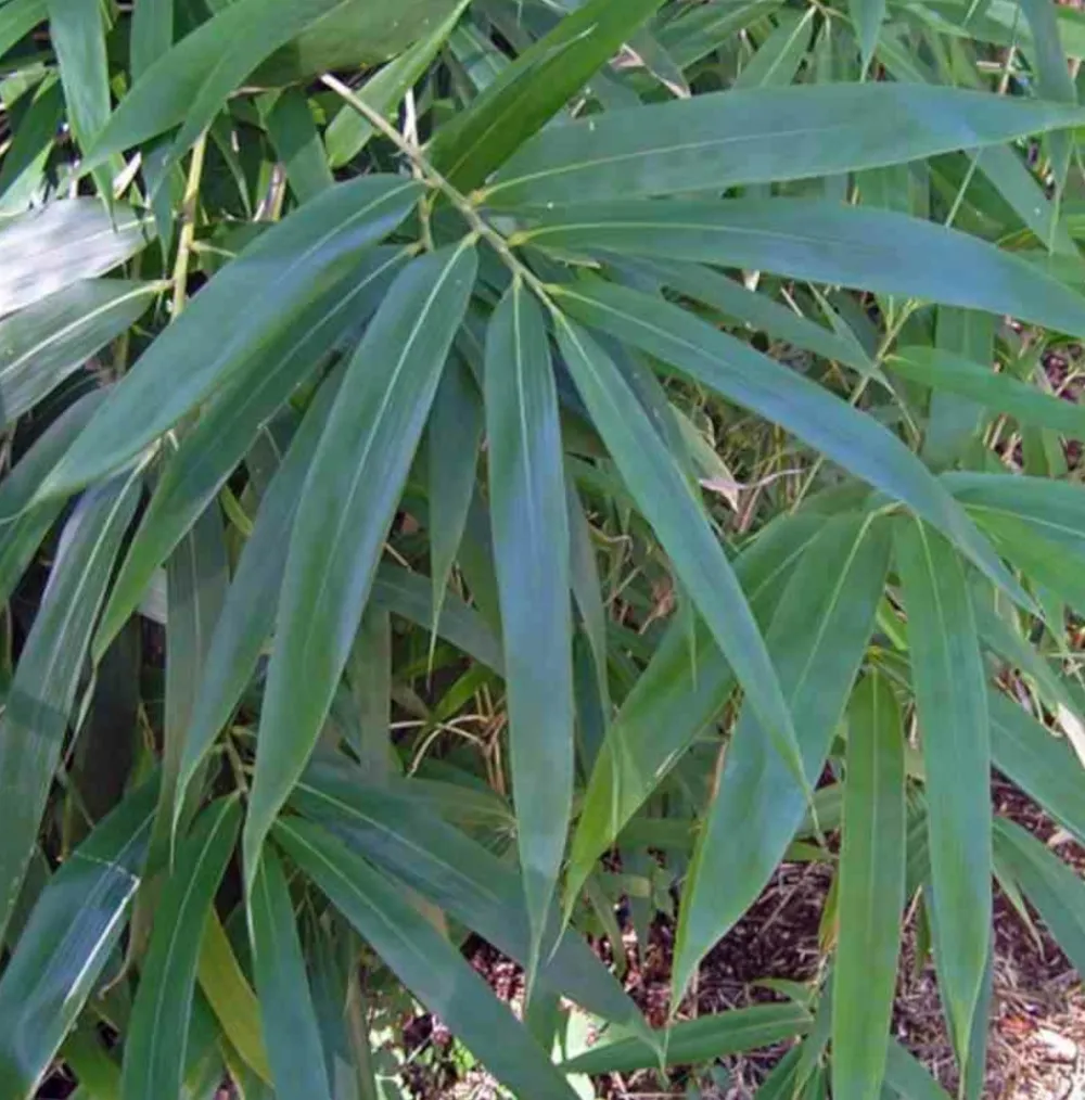 Jardintropic Bambous | - Pseudosasa japonica pot de 2 litres ? 40/60 cm