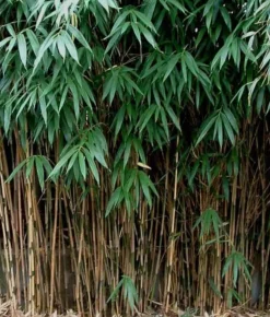 Jardintropic Bambous | - Pseudosasa japonica pot de 2 litres ? 40/60 cm