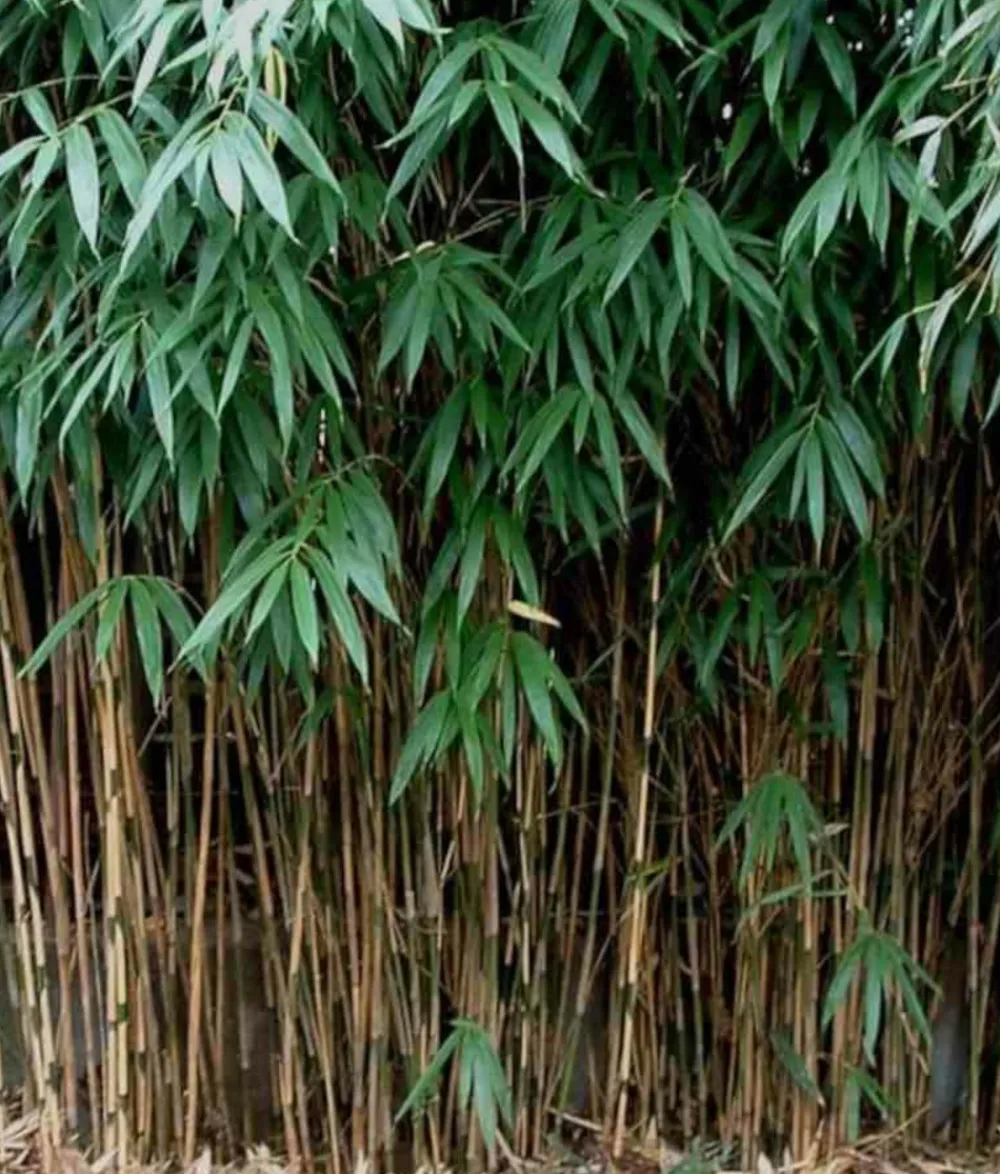 Jardintropic Bambous | - Pseudosasa japonica pot de 2 litres ? 40/60 cm