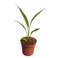 Jardintropic - Ravenala madagascariensis (arbre du voyageur) pot de 25l - 180/200cm Discount