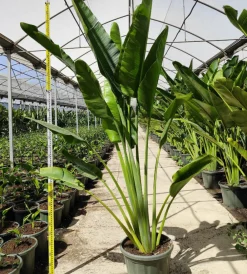 Jardintropic - Ravenala madagascariensis (arbre du voyageur) pot de 25l - 180/200cm Discount
