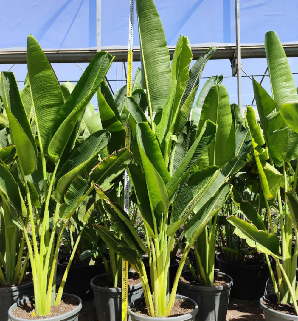 Jardintropic - Ravenala madagascariensis (arbre du voyageur) pot de 25l - 180/200cm Discount