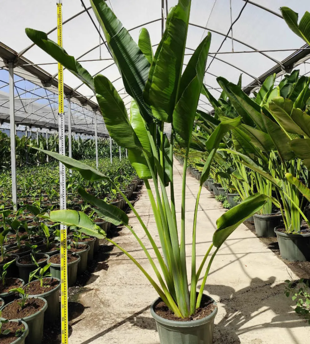 Jardintropic Plantes Méditerranéennes | - Ravenala madagascariensis (arbre du voyageur) pot de 130l multitroncs 100/125cm