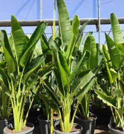 Jardintropic Plantes Méditerranéennes | - Ravenala madagascariensis (arbre du voyageur) pot de 130l multitroncs 100/125cm