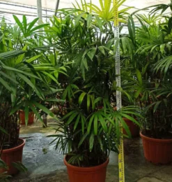 Jardintropic - Rhapis excelsa (palmier bambou) pot de 50 litres ? 180/200 cm Sale