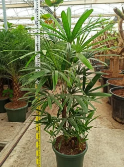 Jardintropic - Rhapis excelsa (palmier bambou) pot de 50 litres ? 180/200 cm Sale