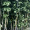 Jardintropic - Semiarundinaria fastuosa var.viridis pot de 10l - 180/220cm Discount