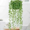 Jardintropic - Senecio herreianus (collier de perles) pot de 1 litre - 0/80 cm Outlet