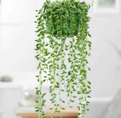 Jardintropic - Senecio herreianus (collier de perles) pot de 1 litre - 0/80 cm Outlet