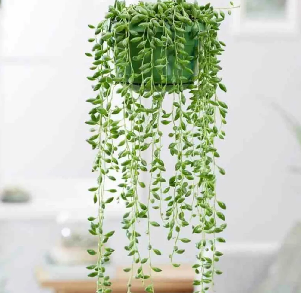 Jardintropic - Senecio herreianus (collier de perles) pot de 1 litre - 0/80 cm Outlet