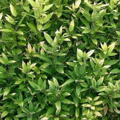 Jardintropic - Shibataea kumasaca pot de 2 litres - 5/20 cm Hot