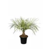 Jardintropic - Spécimen de butia capitata (palmier à vin ou gelée) pot de 2 litres ? 20/30 cm Best