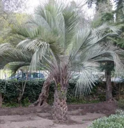 Jardintropic - Spécimen de butia capitata (palmier à vin ou gelée) pot de 2 litres ? 20/30 cm Best