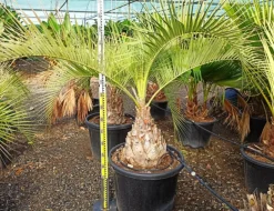 Jardintropic - Spécimen de butia capitata (palmier à vin ou gelée) pot de 2 litres ? 20/30 cm Best