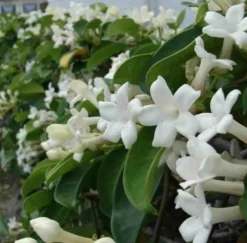 Jardintropic Plantes Fleuries | - Stephanotis floribunda (jasmin de madagascar) pot de 25l- 125/150cm