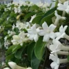 Jardintropic - Stephanotis floribunda (jasmin de madagascar) pot de 2 litres ? 40/60 cm Outlet